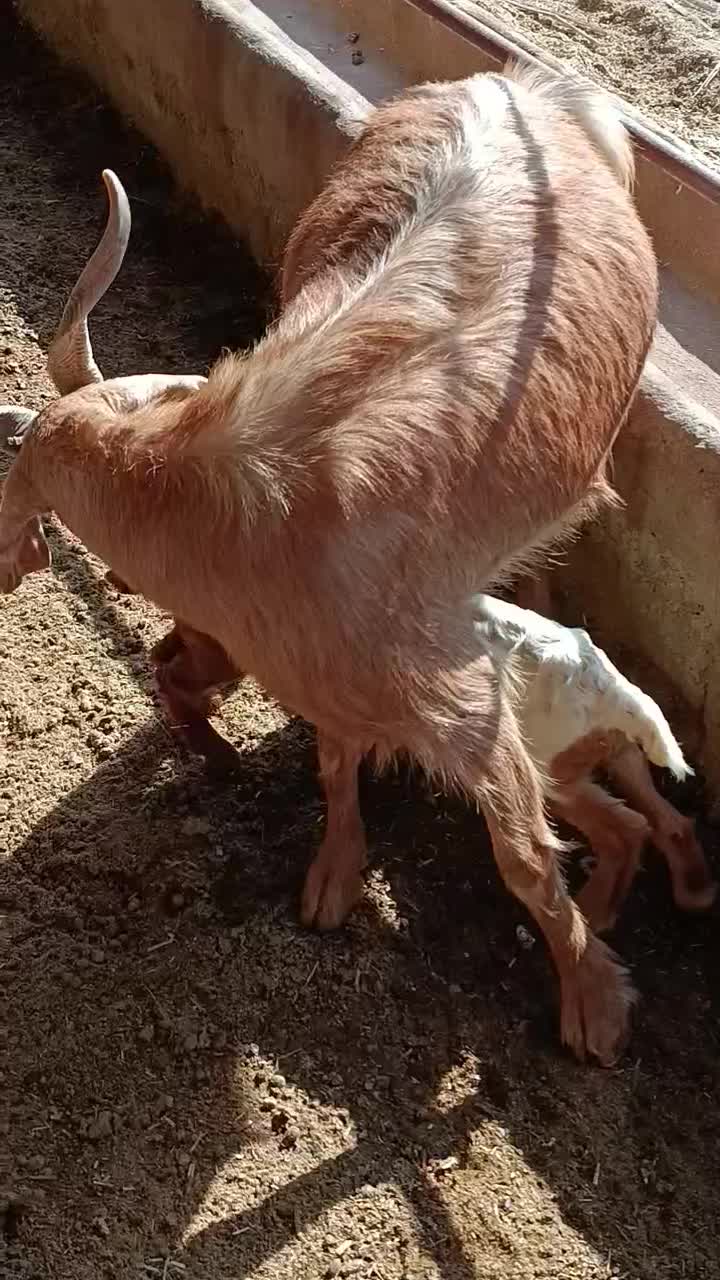 بز نجدی|حیوانات مزرعه|بهبهان, |دیوار