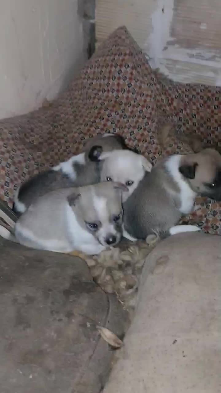 توله گوش تیز|سگ|نیشابور, دربقاضی|دیوار