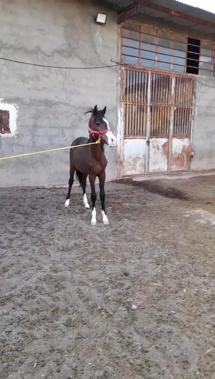 کره مادیون ۱سال نیم|اسب و تجهیزات اسب‌سواری|مشهد, ملک‌آباد|دیوار