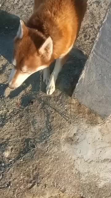 سگ ه|سگ|ایرانشهر, |دیوار