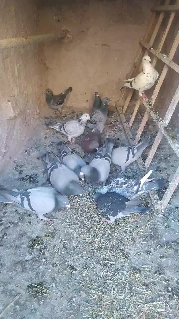 مسافتی نر و ماده قاطی|پرنده|نیشابور, ناسیونال|دیوار