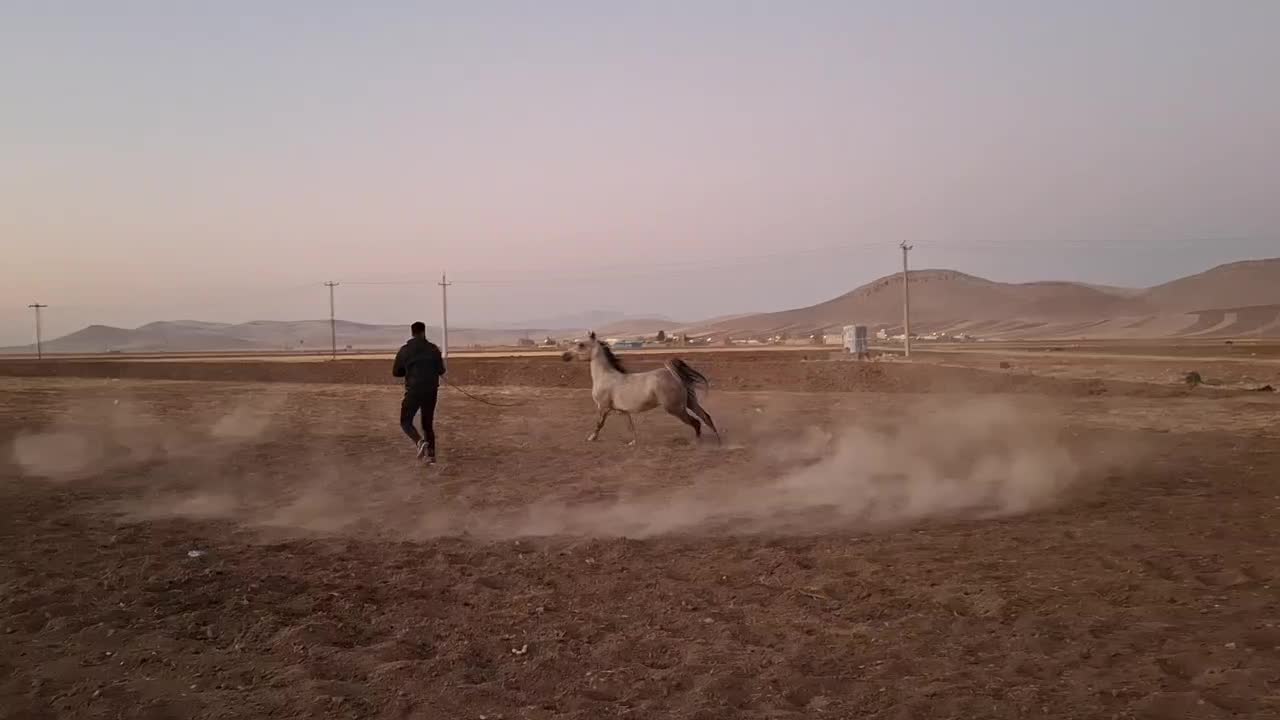 اسب|اسب و تجهیزات اسب‌سواری|کرمانشاه, |دیوار