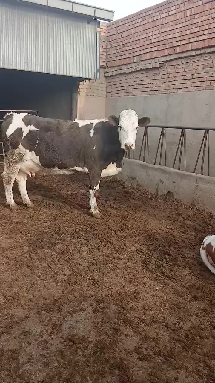 گاو آبستن شکم دوم|حیوانات مزرعه|خسروشاه, |دیوار