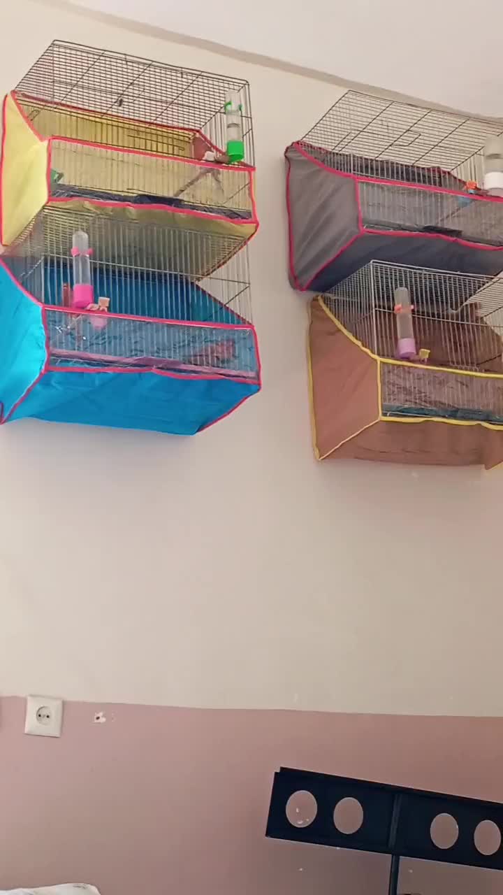 قناری|پرنده|ماهان, |دیوار