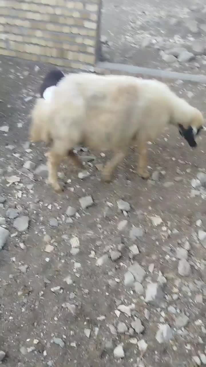 میش و بره|حیوانات مزرعه|بروجرد, |دیوار