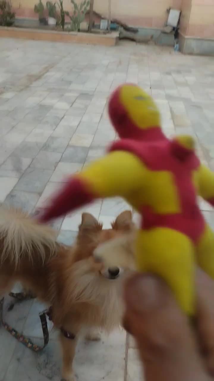 پامرانیا نژاد روباه اصلی|سگ|بیرجند, |دیوار