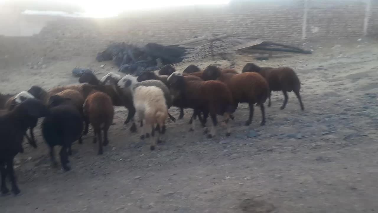 ۹۰ راس شیشک میش افشاری آبستن زایده|حیوانات مزرعه|داران, |دیوار