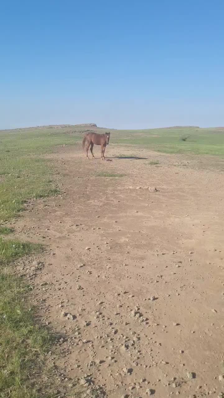 اسب|اسب و تجهیزات اسب‌سواری|کلات (ایلام), |دیوار