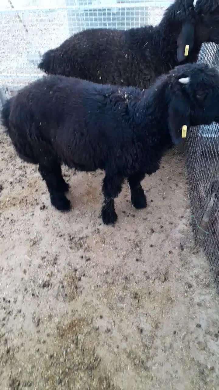 دوراس بره قوچی چهار ماهه|حیوانات مزرعه|دهدشت, |دیوار