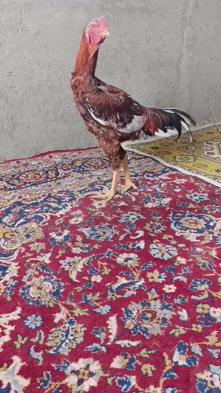 جوجه خروس لاری|حیوانات مزرعه|گمیشان, |دیوار