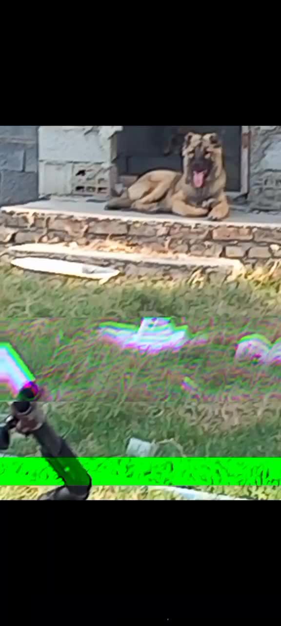 سگ پژدر ۵ ماهه|سگ|بندر ترکمن, |دیوار