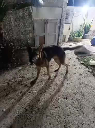 سگ ژرمن|سگ|چابهار, |دیوار