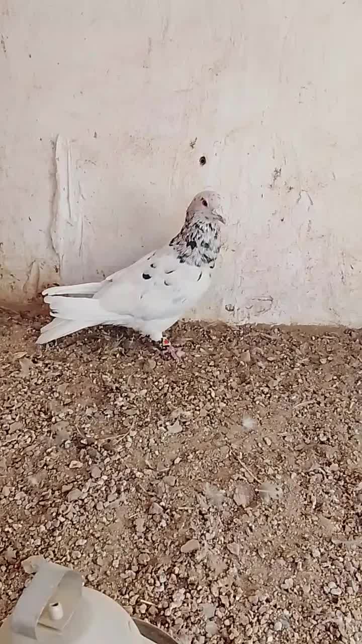 درود خدمت تمام عشق بازان عزیز|پرنده|سبزوار, قصبه شرقی|دیوار