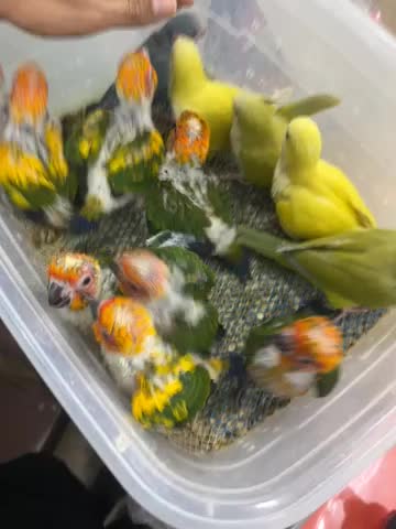 راهب مولد و جوجه راهب کاسکو لوری اکلکتوس ارا|پرنده|پاکدشت, پاکدشت (مامازند)|دیوار