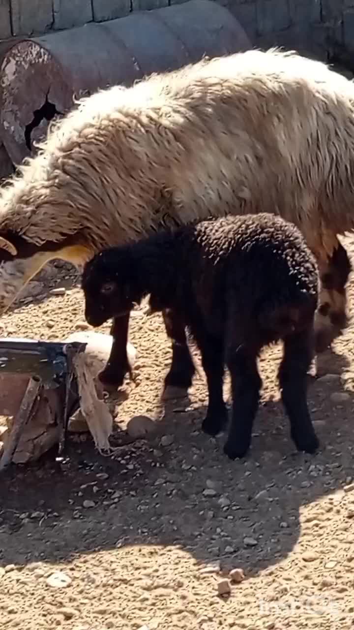 18راس میش بره دار|حیوانات مزرعه|میمند, |دیوار