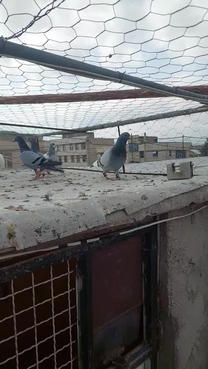 کبوتر|پرنده|شیروان (خراسان), |دیوار