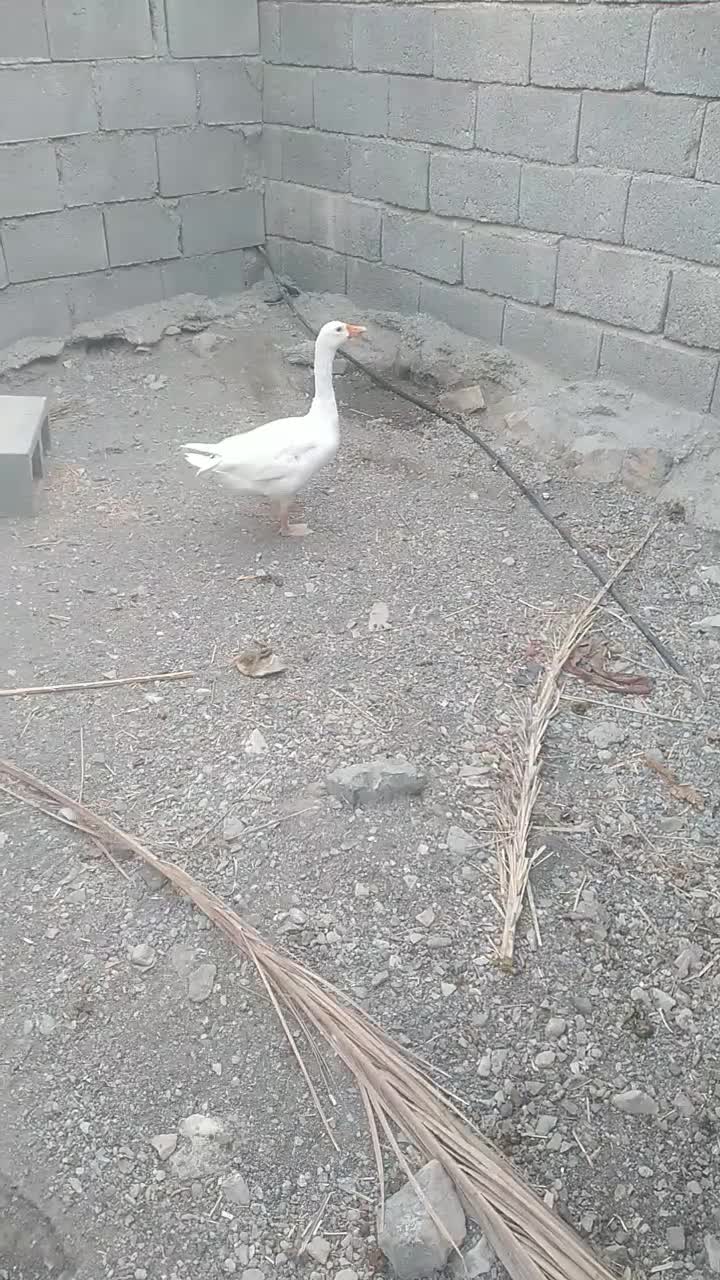 غاز نر معاوضه با ماده رودانم|حیوانات مزرعه|بندرعباس, |دیوار