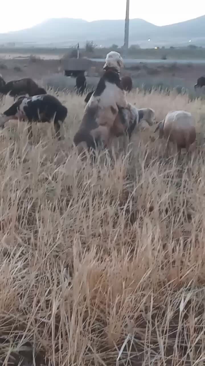 گوسفند|حیوانات مزرعه|فریدونشهر, |دیوار