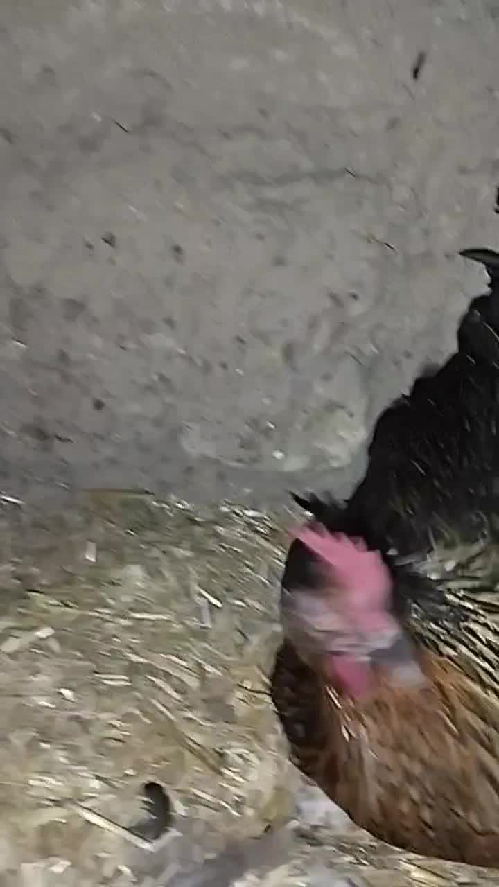 مرغ کرچ ،مرغ کرک، جوجه کشی طبیعی|حیوانات مزرعه|استهبان, |دیوار