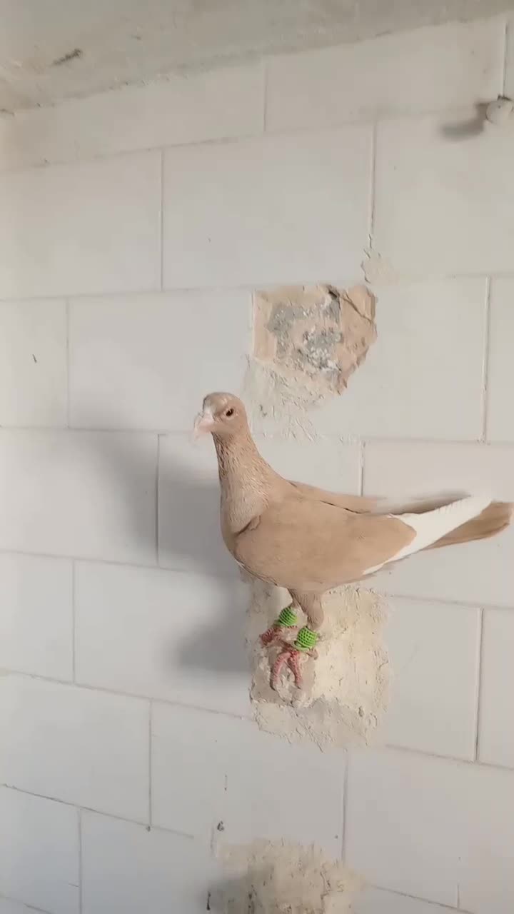 کبوتر|پرنده|تربت‌حیدریه, پائین ولایت|دیوار