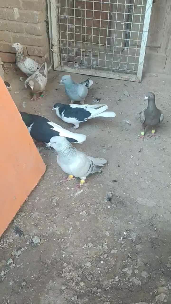 کبوتر|پرنده|قزوین, |دیوار