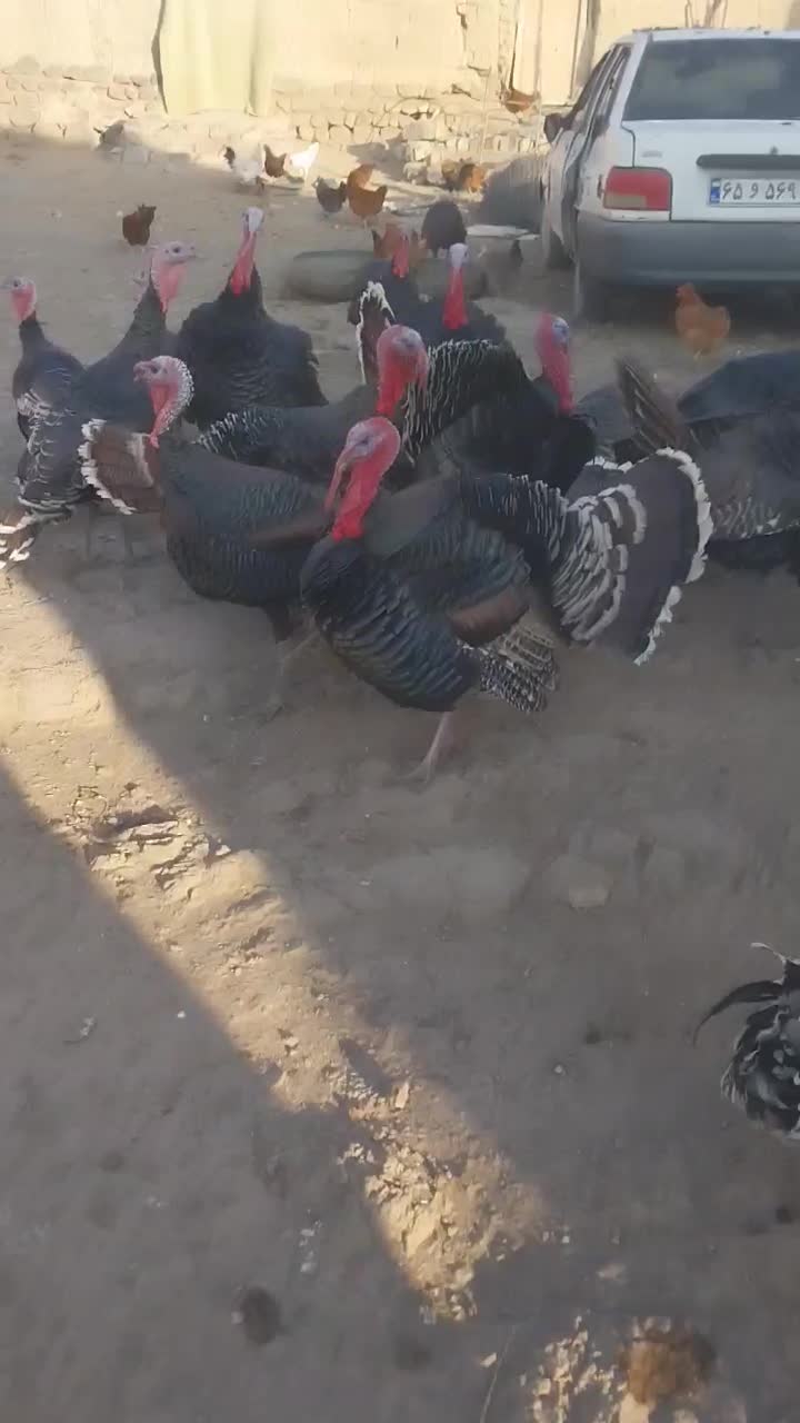 تعدادی بوقلمون اصیل|حیوانات مزرعه|اردبیل, |دیوار