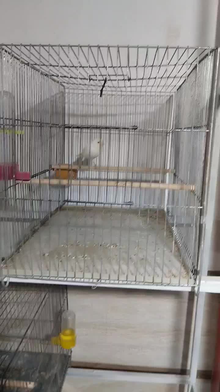 قناری نر|پرنده|بافق, |دیوار