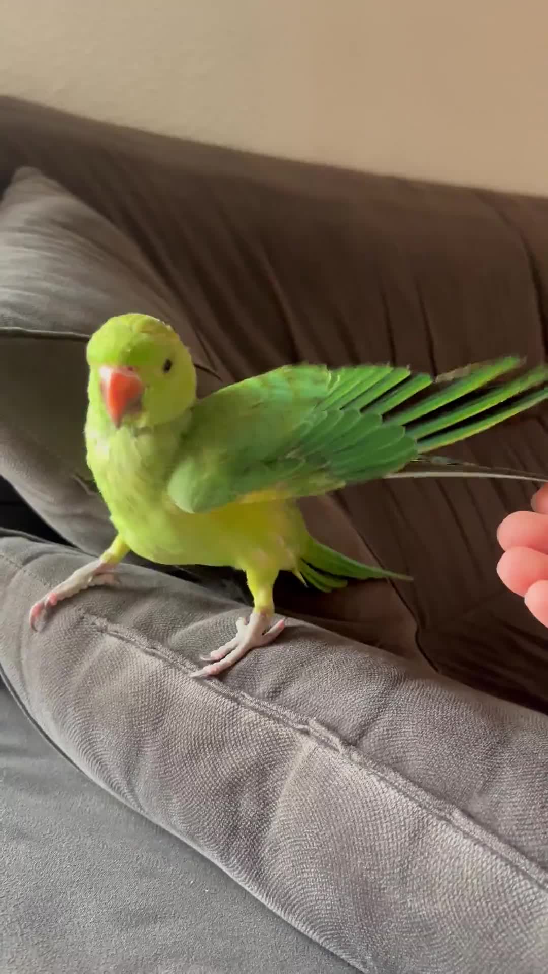 طوطی ملنگو ۱۰۰ روزه|پرنده|فریدون‌کنار, |دیوار