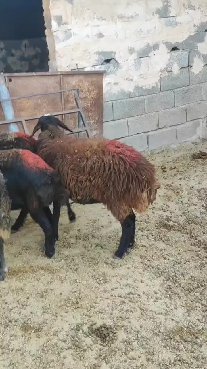 بره ماده های پای شیشک افشار و قزل افشار|حیوانات مزرعه|محمدیه-قزوین, |دیوار