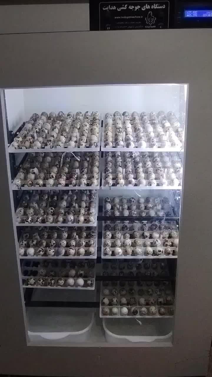 جوجه یک الی ۵روزه نژادسنگین|حیوانات مزرعه|مشهد, ایثار|دیوار