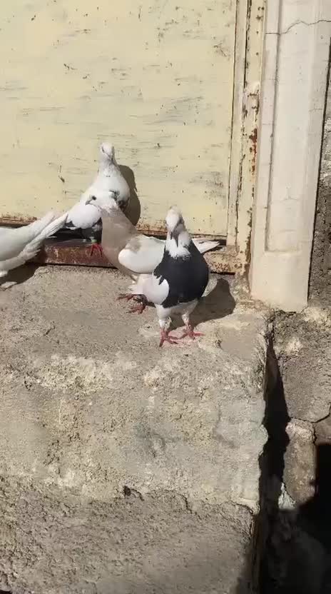 پرنده|پرنده|یاسوج, |دیوار