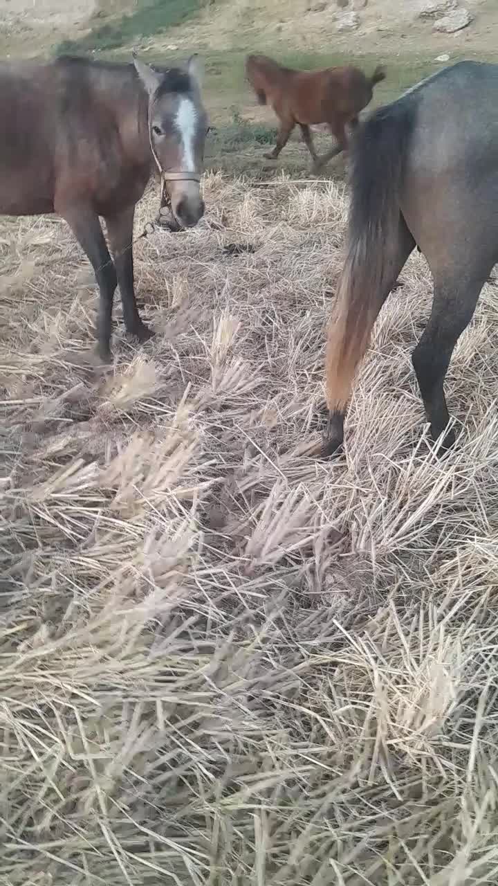 اسب|اسب و تجهیزات اسب‌سواری|کوهنانی, |دیوار