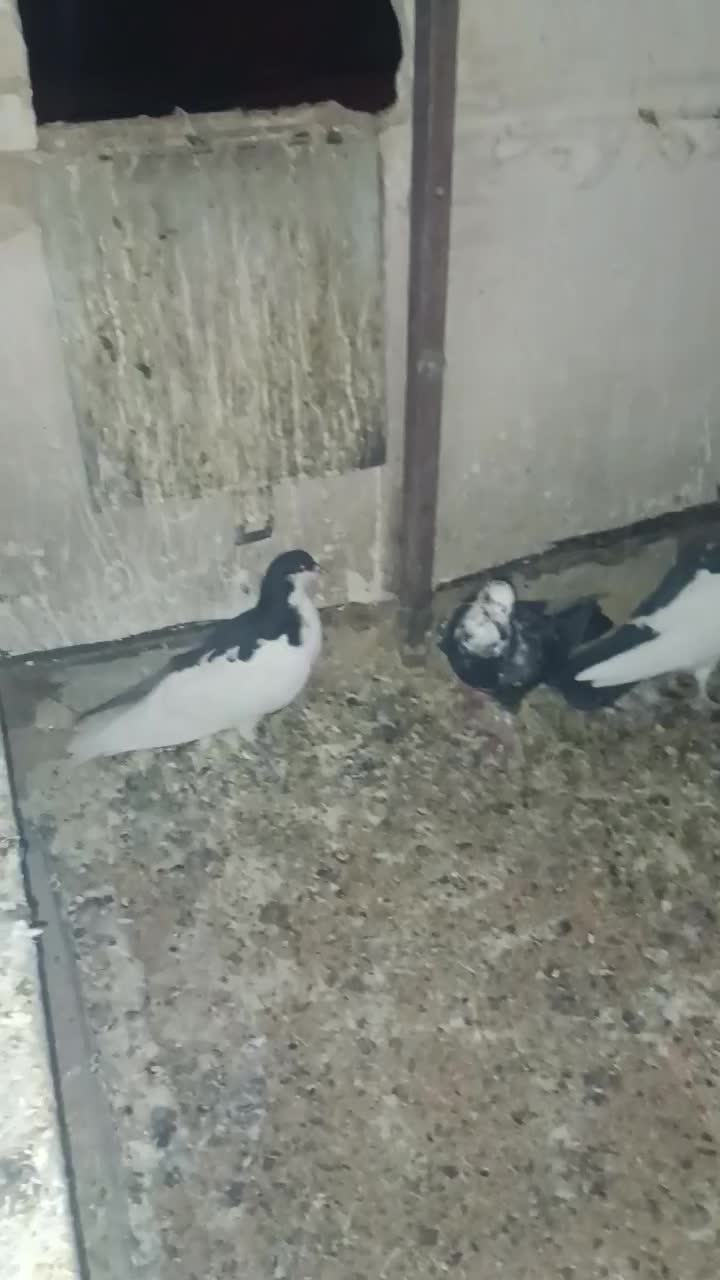 جفت کفتر ساده وچپ شماره تماس|پرنده|جلگه ماژان, |دیوار