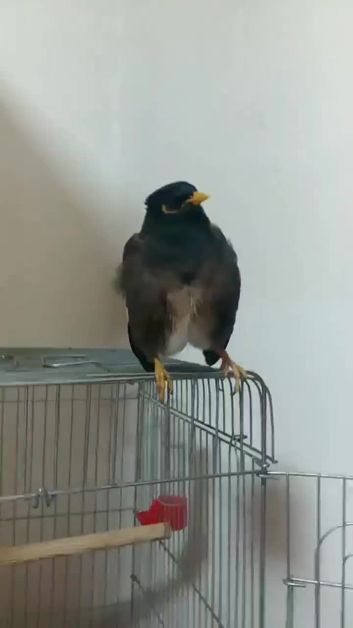 یک مرغ مینا زیبا دوقفس بالانه چوبی|پرنده|پردیس, فاز ۲|دیوار