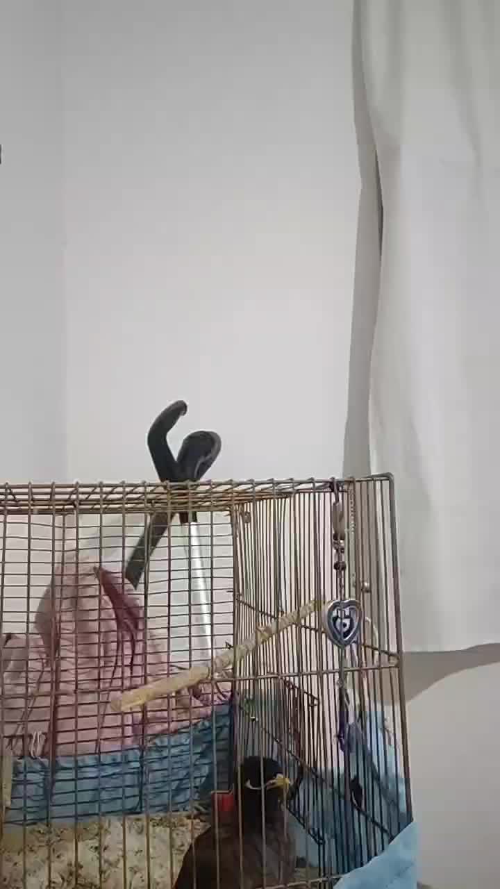 مرغ مینا سخنگو|پرنده|یزد, |دیوار