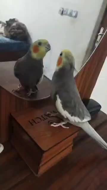 عروس هلندی|پرنده|اهواز, کمپلو جنوبی|دیوار