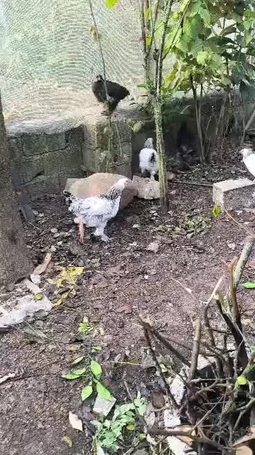 برهما لایت نیمچه|حیوانات مزرعه|لاهیجان, آهندان|دیوار