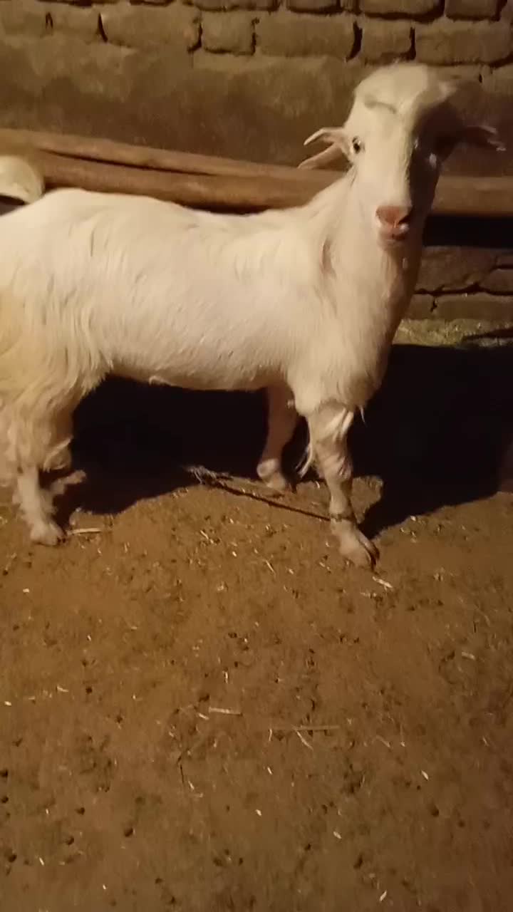 نر بز سانن|حیوانات مزرعه|بروجرد, |دیوار