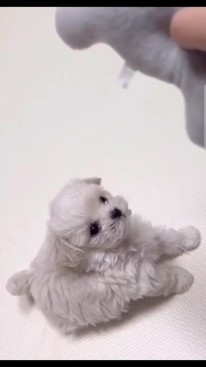 توله سگ پشمالو مالتیز عروسکی اصیل سایز صفر|سگ|مشهد, شهرک مهر آباد|دیوار