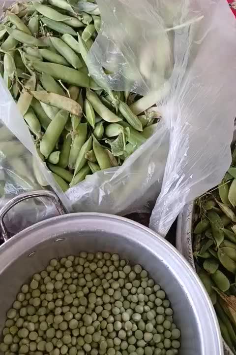 Nokhud|خوردنی و آشامیدنی|احمدسرگوراب, |دیوار