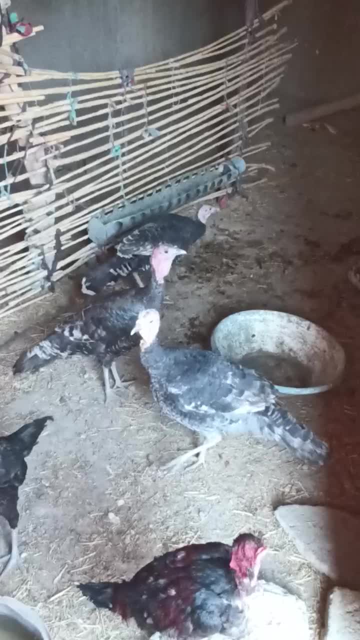 بوقلمون از بهترین نژاد|حیوانات مزرعه|زهک, |دیوار