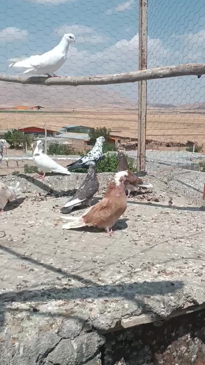 کفتر|پرنده|کمیجان, |دیوار