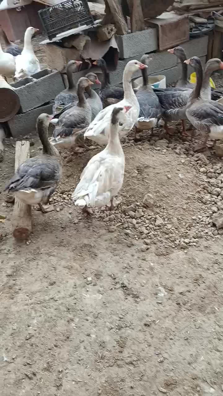 غاز|حیوانات مزرعه|شادگان, |دیوار