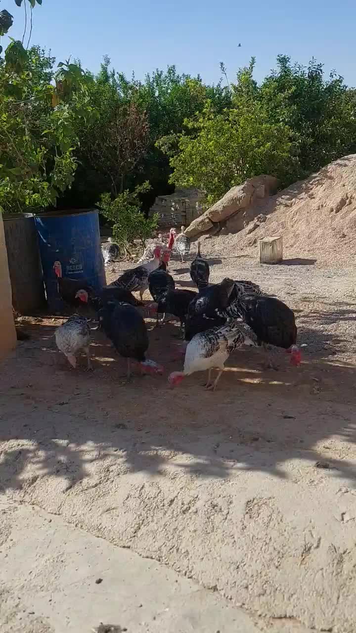 بوقلمون|حیوانات مزرعه|ایذه, |دیوار