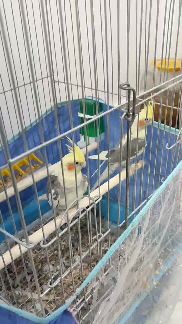 عروس هلندی جفت نرماده|پرنده|برازجان, |دیوار