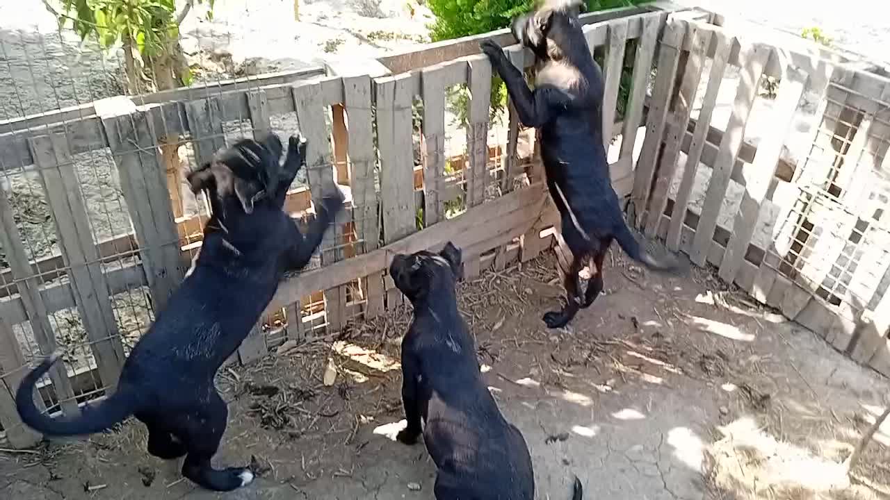 قهدریجونی|سگ|گرگان, |دیوار