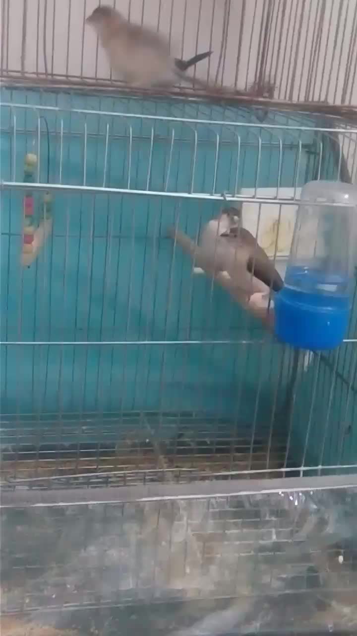 فنچ نیمه دستی مولد|پرنده|تهران, دکتر هوشیار|دیوار