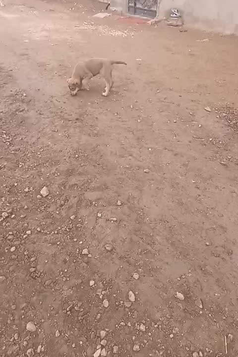 سگ پژدر|سگ|بیجار, |دیوار