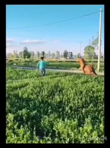 اسب ۷ساله ترک|اسب و تجهیزات اسب‌سواری|اردبیل, |دیوار