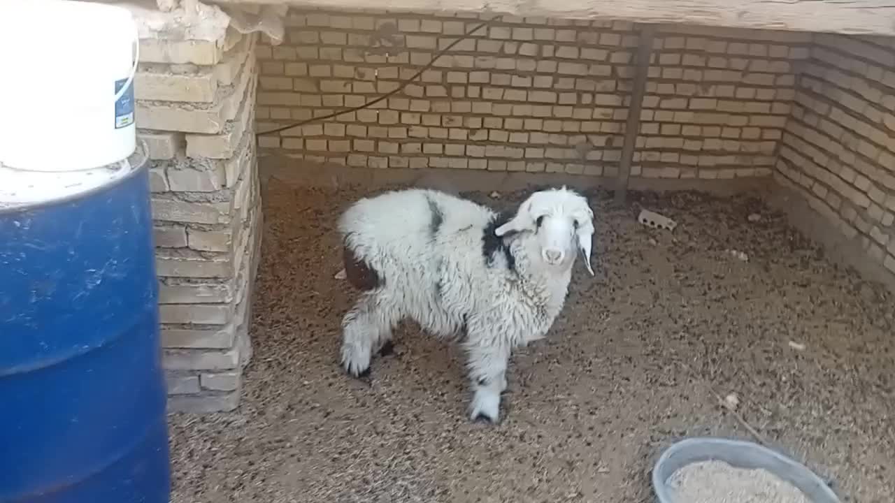 بره ترکی|حیوانات مزرعه|باوی, |دیوار